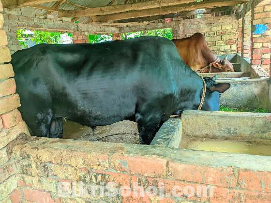 কোরবানির পশু